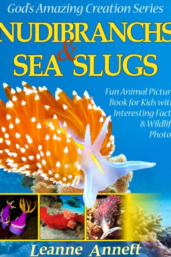 Nudibranchs & Sea Slugs! Kids Book About Colorful Marine Life: Fun Animal Picture Book for Kids with Interesting Facts & Wildlife Photos (God's Amazing Creation Series 2) Cover Image